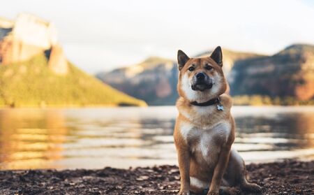  single dog close up walk sits on background  mount landscape,  tourist red shiba inu leisure on...