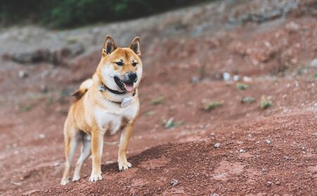  single dog smile close up walk on background landscape,  tourist red shiba inu leisure walk, hiker sad pet travel on nature, vacation trip conceptの写真素材