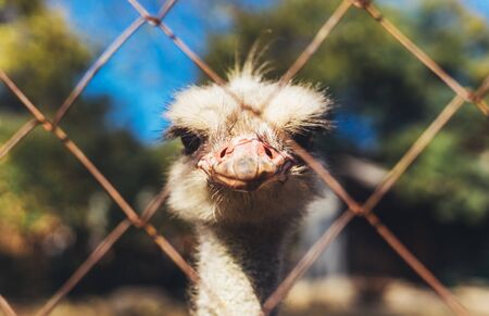 Close-up portrait of an ostrich through a metal mesh at the zooの写真素材