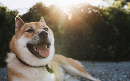 happy smile dog close up walk on background sun flare, chilling shiba inu leisure on park, close up pet relaxing on nature, animal friend relax holiday vacation trip, mockup copy spaceの写真素材
