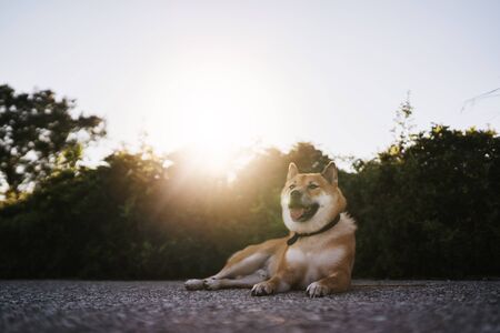 happy smile dog close up walk on background sun flare, chilling shiba inu leisure on park, pet relaxing on nature, animal friend relax holiday vacation trip, mockup copy spaceの写真素材