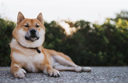 calm dog close up rest on green landscape, chilling shiba inu leisure on park, pet relaxing on nature, animal relax tourist trip, mockup copy spaceの写真素材