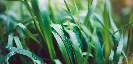 green fresh grass with drops of morning water dew after rain, nature background with raindrop, backdrop leaf plant closeup, flora macro concept with the shine rays of the sunの写真素材