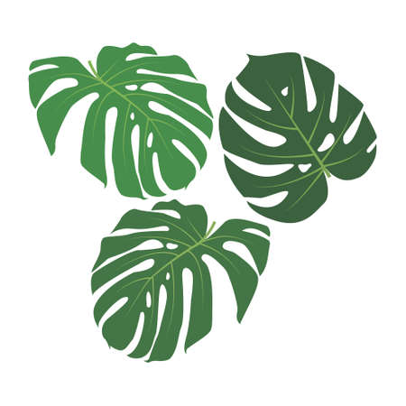 Set of exotic tropical leaves.のイラスト素材