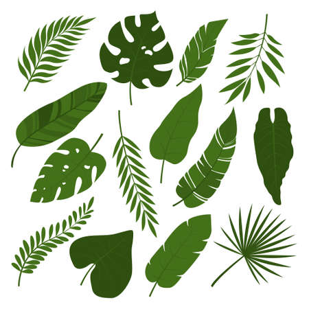 Vector set of tropical leaves isolated on white background. Collection of exotic plants vector illustration with tropical leaves. Fashionable trendy timatics of summer. Monstera leaf, banana treeのイラスト素材