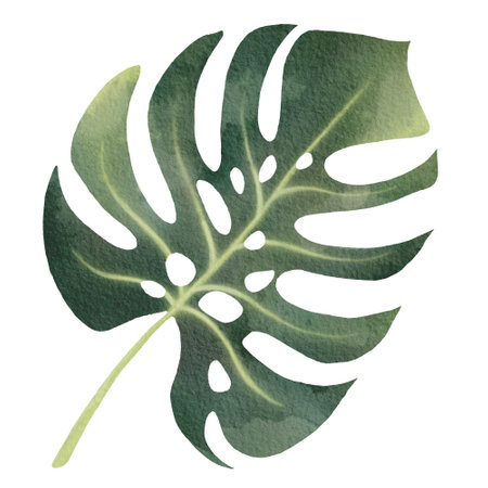 Home plant. Watercolor image of a large green monstera leaf with cuts for fabric design, printing on stationery, napkins, cards.の写真素材