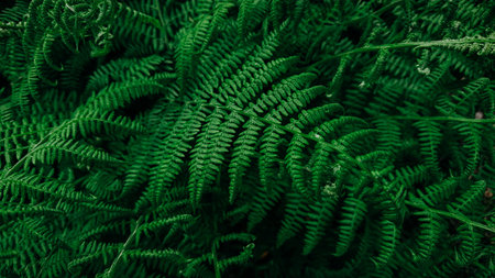 Rich green background with ferns. Beautiful green fern in the summer forest. Natural landscapes of...