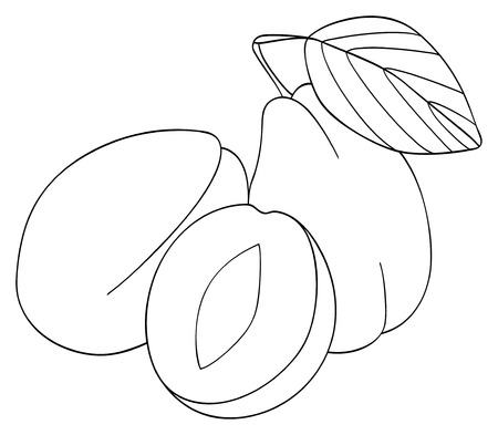 Two plums with a leaf and a half of plum on white background in the Delightful garden collectionの写真素材