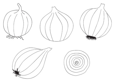 Set of five onions on white in the Delightful garden collectionのイラスト素材