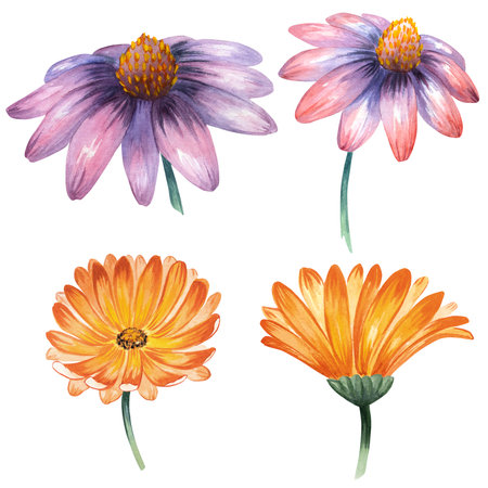 Herbology, calendula, echinacea, bud, flower, herbal, blossom, decoration, invitation, card, watercolor, orange, hand drawn, illustrationの写真素材