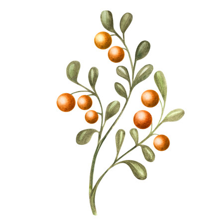 Botanical watercolor illustration of a sea buckthorn branch with orange berries and green leaves. Hand painted in Russian fairytale style, ideal for kids decor, packaging, invitations, fall cards, baby projects, printables and folk art themes.の写真素材