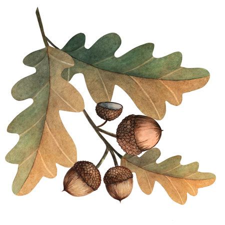 Hand painted watercolor illustration of an oak branch with green leaves and acorns. Inspired by Russian fairytales and forest folklore, this botanical piece is perfect for kids projects, nursery decor, cards, packaging, autumn invitations and storybook art.の写真素材