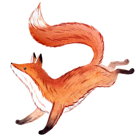 Watercolor fox illustration, forest animal character with orange fur and fluffy tail, hand-painted woodland creature inspired by fairy tales and nature, jumping pose, isolated on whiteの写真素材