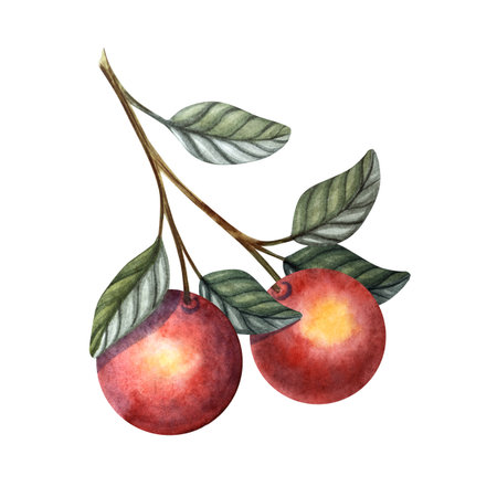 Watercolor apple branch botanical illustration in Slavic fairytale children style, hand painted element for cards, invitations, baby decor, packaging, forest designs and nursery printablesの写真素材