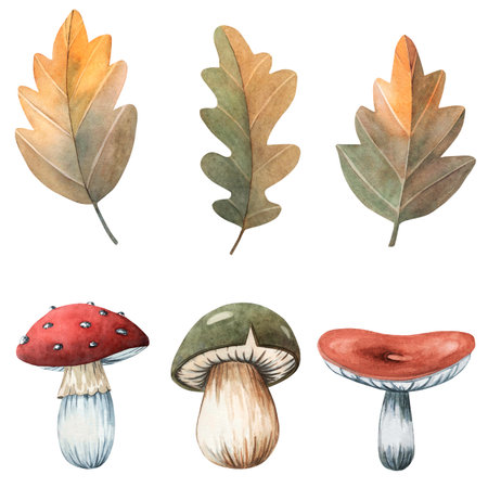 Watercolor mushroom and leaves set. hand painted forest elements for greeting cards, invitations, scrapbooking.の写真素材