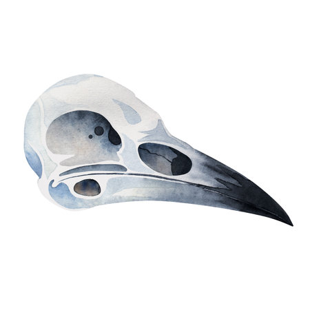 Watercolor illustration of a small bird, raven, crow skull in realistic style. Perfect for witchcraft, mystical decor, dark art, nature studies, Halloween themes, and fantasy designs.の写真素材