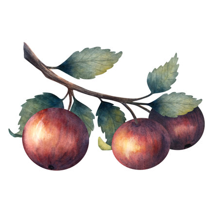Watercolor illustration of a branch with three red apples and green leaves. Ideal for autumn decor, kitchen prints, botanical designs, packaging, cards, and seasonal projects.の写真素材