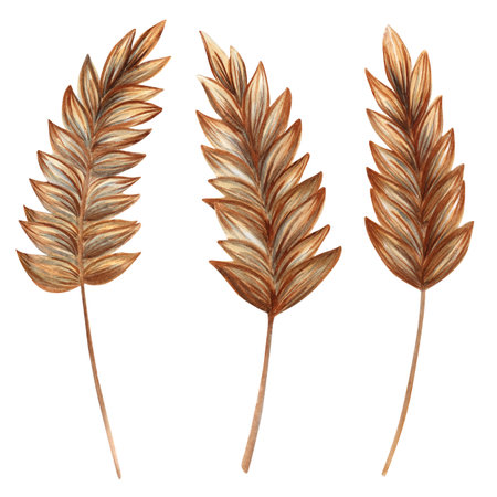 Watercolor illustration of golden wheat stalks. Perfect for farming, harvest, bakery packaging, rustic decor, agricultural designs, and organic food branding.の写真素材