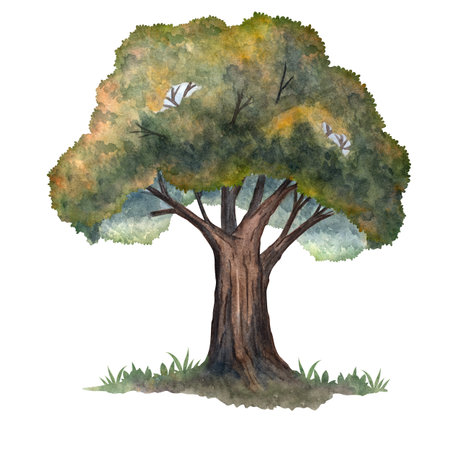 Watercolor wide oak tree illustration for cards, posters, patterns, nature projects, and design elementsの写真素材