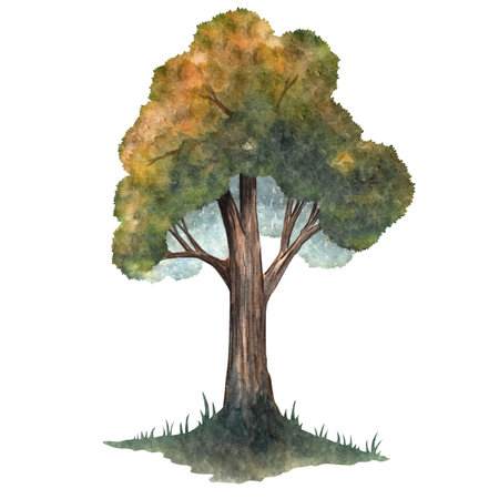 Watercolor tall oak tree illustration for design, backgrounds, cards, patterns, and nature projectsの写真素材