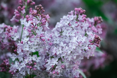 lilac