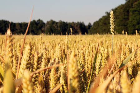 Beautiful wheat field on warm and sunny summer day over blue sky, nature, summer outdoorsの写真素材