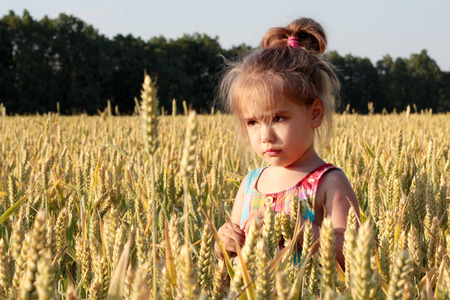 Adorable preschooler girl walking happily in wheat field on warm and sunny summer day, summer outdoorsの写真素材