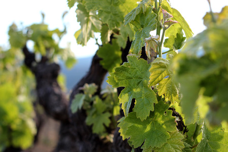 Close-up of young grape leaves in the countryside in La Provence, France, beautiful landscape, summer outdoor. Selective focusの写真素材