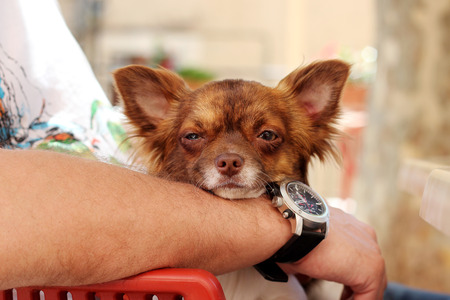 Tired little dog resting on man hands, hand with clock, close-up portrait, summer outdoors blanketの写真素材