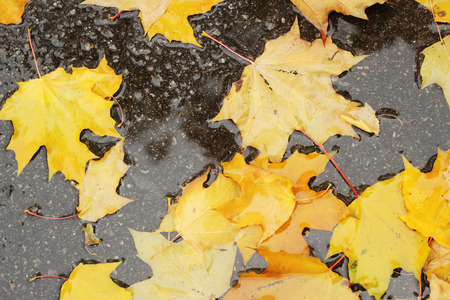 Wet maple leaves lying in the puddle on the ground, fall outdoorの写真素材