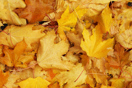 Carpet of the wet yellow maple leaves, fall outdoorの写真素材