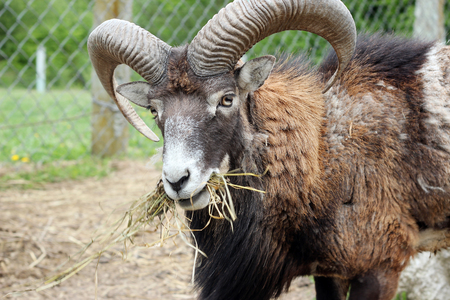 Domesticated Goat looking at camera and eating the grass with hay on the green meadow, closeup portrait, summer countryside outdoorの写真素材