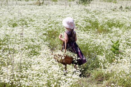 Cute little girl wearing beautiful dress walking through the path among the chamomile field in summer, child with huge bouquet of white flowers in basket, beauty and fashion, summer outdoor, backviewの写真素材