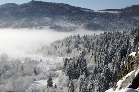 Beautiful winter landscape of Ukrainian Carpathian Mountains with spruce forest covered with snow, fog and sun, horizontal winter outdoor, no people, selective focusの写真素材