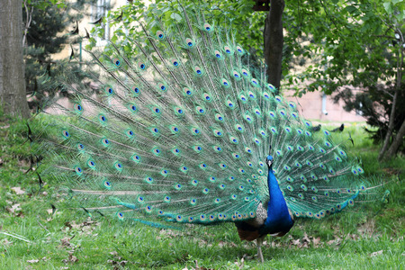 A closeup portrait of peacock with fully spread feathers, spring outdoor, animals and nature conceptの写真素材