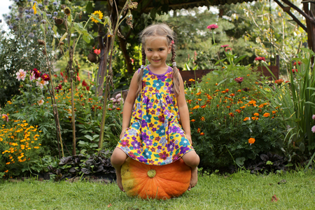 Cute little 5-6 years old girl sitting on a huge orange pumpkin grown in the garden and ready for Halloween decoration, funny summer outdoorの写真素材