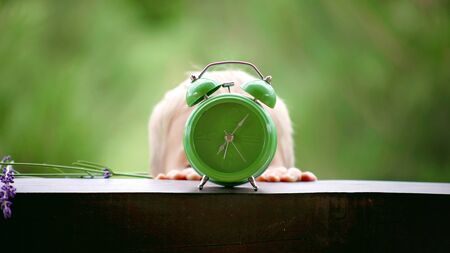 Toddler boy switching off a green alarm clock with lavender flowers on the wooden table of a veranda over blurred green background, summer morning outdoor, conceptの写真素材