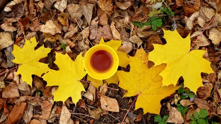 A bright yellow cup of tea standing on the yellow maple leaves in the autumn forest, camping and...