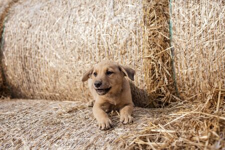 Cute baby puppy on rolls of hay bales in field, summertime in countryside, childhood and animals, outdoor lifestyleの写真素材