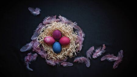 Alternative Easter composition in dark style with classic blue and pink color eggs, feather and hands of senior woman over black background, spring season holidays conceptの写真素材
