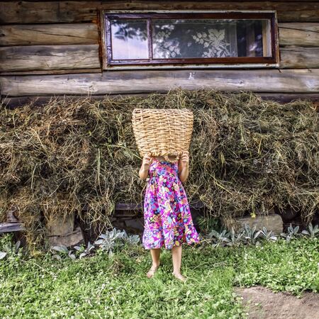 Cute little girl helping to carry harvest in old hurdle basket on the backyard of farm in village at summer, happy summertime in countryside, outside emotional lifestyle, fun faceless portraitの写真素材