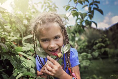 Adorable cute girl in blue t-shirts eating raspberry just from the green raspberry bush in home garden. Vitamin and healthy food for children, happy childhood and summertime outdoorの写真素材