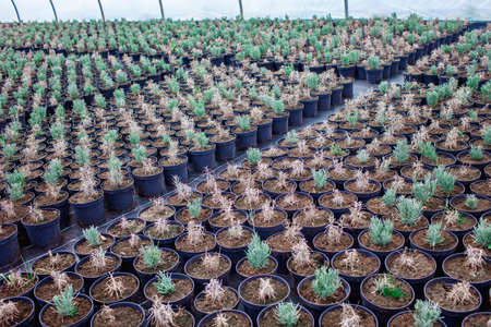 Rows of pots with lavender at plant nursery, young plants, garden center and greenhouse, small...