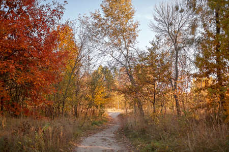 A path through beautiful trees with yellow golden foliage in autumn forest, golden fairytale, beauty in nature, sunny fall day, outdoor beautiful landscape, selective focusの写真素材