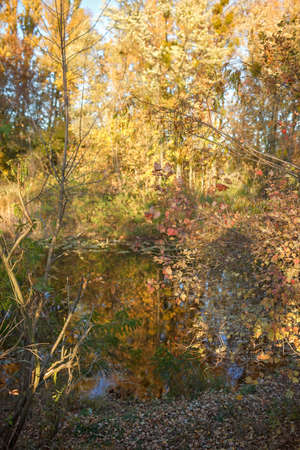 Beautiful trees with yellow golden foliage in autumn forest, golden fairytale, beauty in nature, sunny fall day, outdoor beautiful vertical landscape, selective focusの写真素材