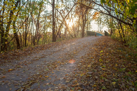 Beauty in nature, sunny fall day. A country road covered with golden leaves leads to an old bridge in the autumn forest, golden fairytale, outdoor beautiful landscape, selective focusの写真素材