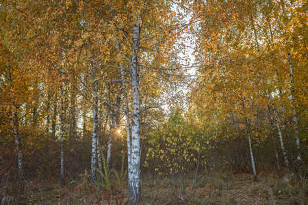 Beautiful trees with yellow golden foliage in autumn forest, golden fairytale, beauty in nature,...