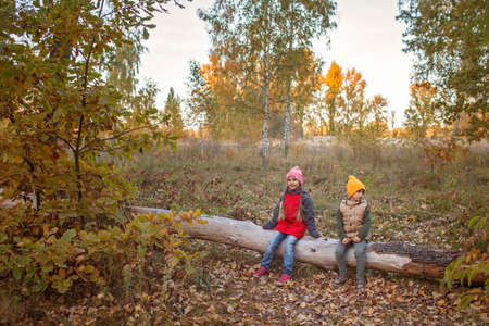 Two siblings sit on a dry fallen tree in a beautiful autumn forest during family autumn walk. Warm weather and warm stories, outdoor lifestyle, active family lifestyleの写真素材