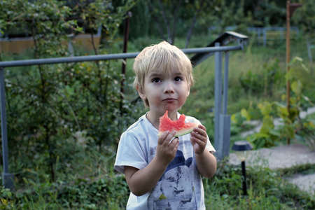 A three year blond boy eating a tasty watermelon in the garden of country house at summer, happy childhood and summer vacationの写真素材