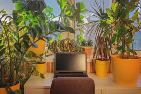 Workplace in home jungle. Eco friendly working place for remote job. Desk with laptop with blank black screen suitable for mockup and text. Stay home and feel comfortable. Plants and technology indoorの写真素材
